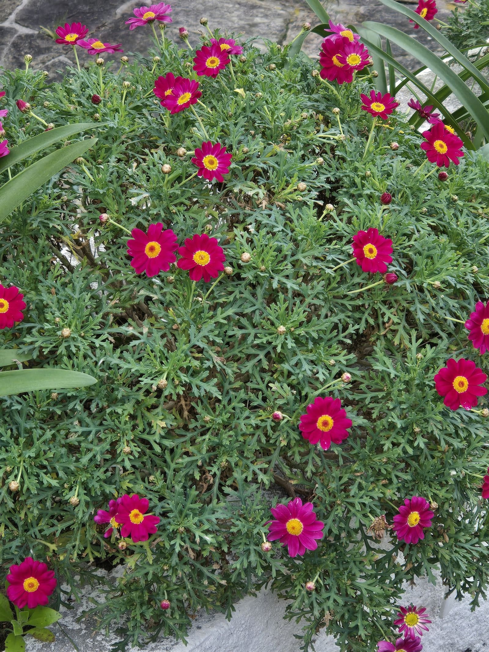 Le printemps à Bormes les Mimosas