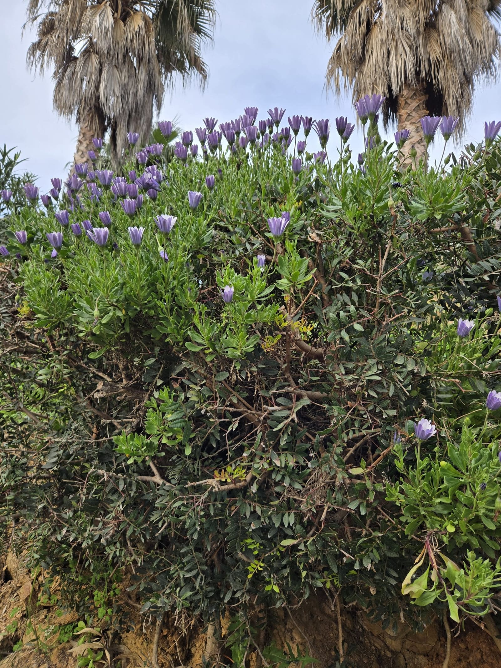 Le printemps à Bormes les Mimosas