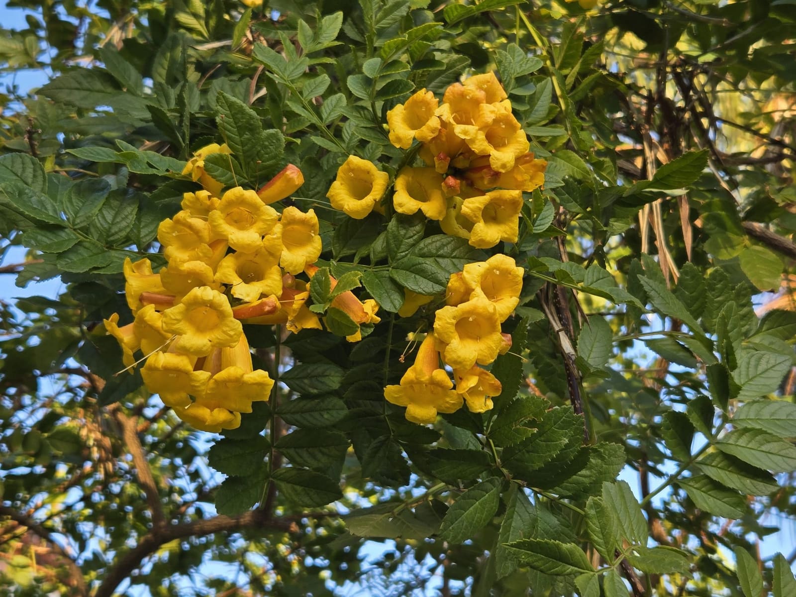 Village de Bormes-les-Mimosas