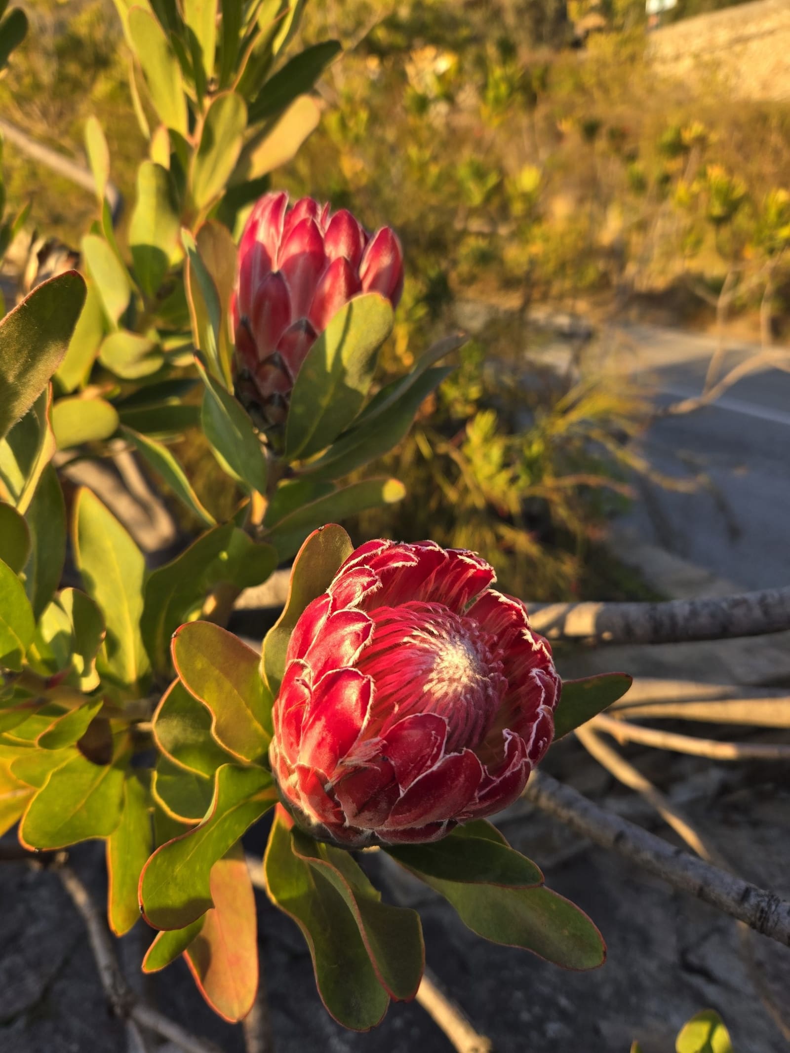 Village de Bormes-les-Mimosas
