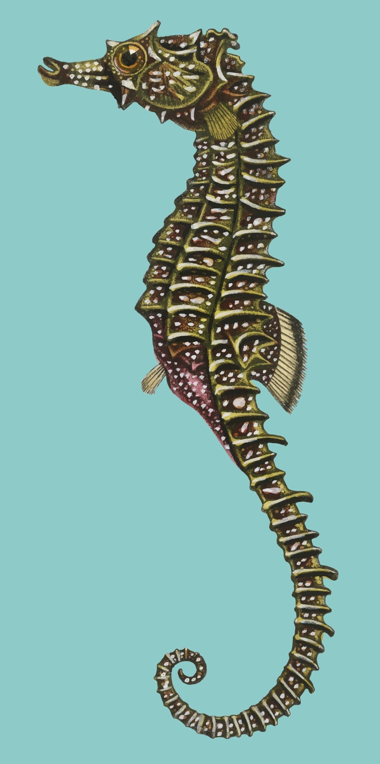 L'Hippocampe, 2 personnes · 21 m²